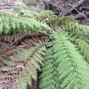 Dicksonia antarctica at Cotter River, ACT - 27 Aug 2019