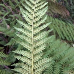 Dicksonia antarctica at Cotter River, ACT - 27 Aug 2019