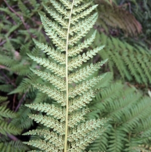 Dicksonia antarctica at Cotter River, ACT - 27 Aug 2019