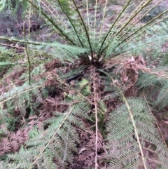 Dicksonia antarctica (Soft Treefern) at Cotter River, ACT - 27 Aug 2019 by NickiTaws