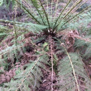 Dicksonia antarctica at Cotter River, ACT - 27 Aug 2019