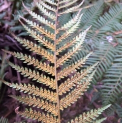 Dicksonia antarctica at Cotter River, ACT - 27 Aug 2019