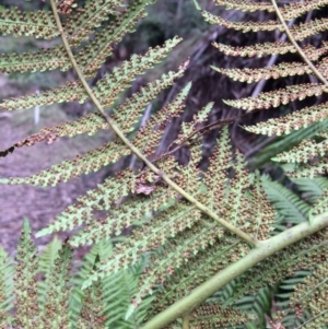 Dicksonia antarctica at Cotter River, ACT - 27 Aug 2019