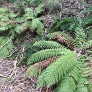 Dicksonia antarctica at Cotter River, ACT - 27 Aug 2019