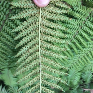 Dicksonia antarctica at Cotter River, ACT - 27 Aug 2019