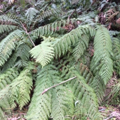 Dicksonia antarctica (Soft Treefern) at Cotter River, ACT - 27 Aug 2019 by NickiTaws