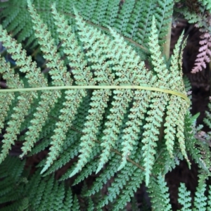 Dicksonia antarctica at Cotter River, ACT - 27 Aug 2019