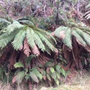 Dicksonia antarctica at Cotter River, ACT - 27 Aug 2019