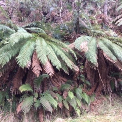 Dicksonia antarctica (Soft Treefern) at Cotter River, ACT - 27 Aug 2019 by NickiTaws