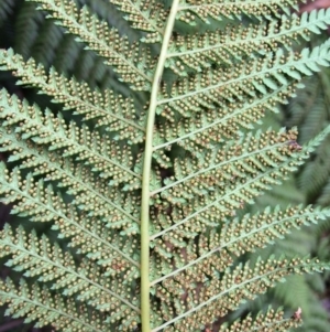 Dicksonia antarctica at Cotter River, ACT - suppressed