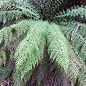 Dicksonia antarctica at Cotter River, ACT - 27 Aug 2019