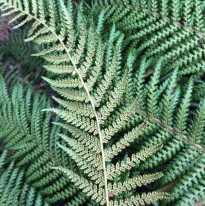 Dicksonia antarctica at Cotter River, ACT - 27 Aug 2019