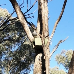 Chenonetta jubata (Australian Wood Duck) at Red Hill to Yarralumla Creek - 10 Sep 2019 by ruthkerruish