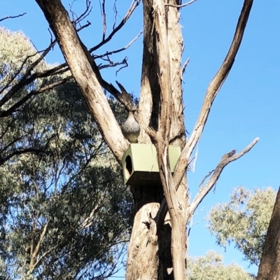 Chenonetta jubata (Australian Wood Duck) at Hughes Garran Woodland - 10 Sep 2019 by ruthkerruish