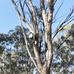 Chenonetta jubata at Garran, ACT - 11 Sep 2019