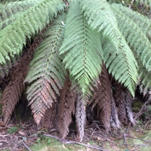 Dicksonia antarctica at Cotter River, ACT - 27 Aug 2019