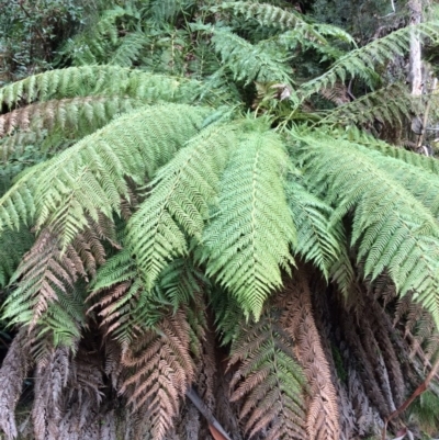 Dicksonia antarctica (Soft Treefern) at Cotter River, ACT - 27 Aug 2019 by NickiTaws