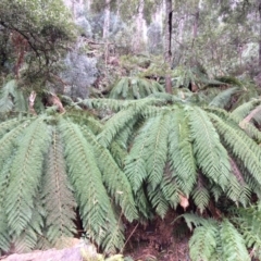 Dicksonia antarctica (Soft Treefern) at Cotter River, ACT - 27 Aug 2019 by NickiTaws