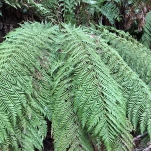 Dicksonia antarctica at Cotter River, ACT - suppressed