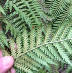 Dicksonia antarctica at Cotter River, ACT - 27 Aug 2019