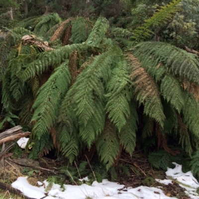 Dicksonia antarctica (Soft Treefern) at Cotter River, ACT - 27 Aug 2019 by NickiTaws