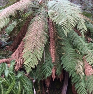 Dicksonia antarctica at Cotter River, ACT - 27 Aug 2019