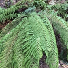 Dicksonia antarctica (Soft Treefern) at Cotter River, ACT - 27 Aug 2019 by NickiTaws