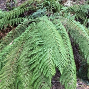 Dicksonia antarctica at Cotter River, ACT - 27 Aug 2019