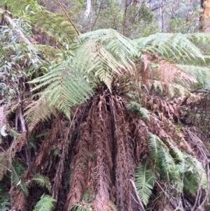 Dicksonia antarctica at Cotter River, ACT - 27 Aug 2019