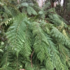 Dicksonia antarctica (Soft Treefern) at Cotter River, ACT - 27 Aug 2019 by NickiTaws