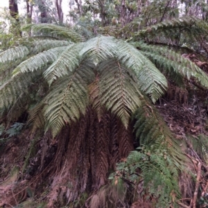 Dicksonia antarctica at Cotter River, ACT - 27 Aug 2019