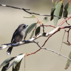 Artamus cyanopterus (Dusky Woodswallow) at Rendezvous Creek, ACT - 4 Sep 2019 by jb2602
