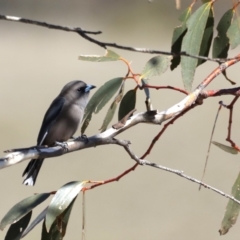 Artamus cyanopterus (Dusky Woodswallow) at Rendezvous Creek, ACT - 4 Sep 2019 by jbromilow50