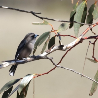Artamus cyanopterus (Dusky Woodswallow) at Rendezvous Creek, ACT - 4 Sep 2019 by jb2602