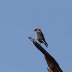 Artamus cyanopterus cyanopterus at Rendezvous Creek, ACT - 4 Sep 2019