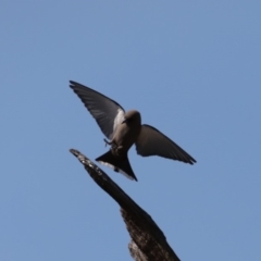 Artamus cyanopterus cyanopterus at Rendezvous Creek, ACT - 4 Sep 2019