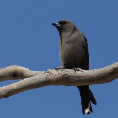 Artamus cyanopterus cyanopterus at Rendezvous Creek, ACT - 4 Sep 2019