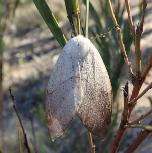 Gastrophora henricaria at Dunlop, ACT - 10 Sep 2019 04:34 PM