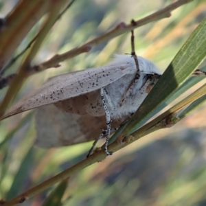 Gastrophora henricaria at Dunlop, ACT - 10 Sep 2019 04:34 PM