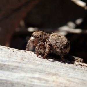 Maratus vespertilio at Dunlop, ACT - suppressed