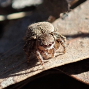 Maratus vespertilio at Dunlop, ACT - suppressed