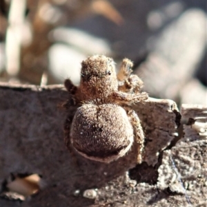 Maratus vespertilio at Dunlop, ACT - suppressed