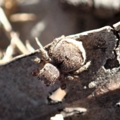 Maratus vespertilio at Dunlop, ACT - 10 Sep 2019