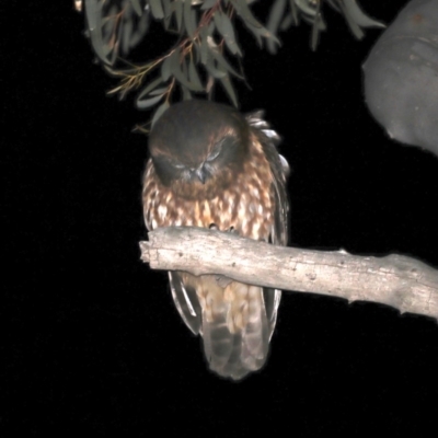 Ninox boobook (Southern Boobook) at Majura, ACT - 10 Sep 2019 by jbromilow50