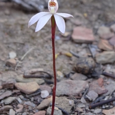 Caladenia fuscata (Dusky Fingers) at Carwoola, NSW - 11 Sep 2019 by JanetRussell