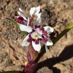 Wurmbea dioica subsp. dioica (Early Nancy) at Stony Creek Nature Reserve - 11 Sep 2019 by JanetRussell