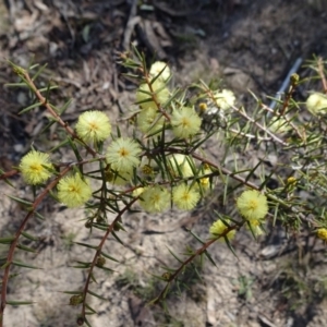 Acacia ulicifolia at Carwoola, NSW - 11 Sep 2019