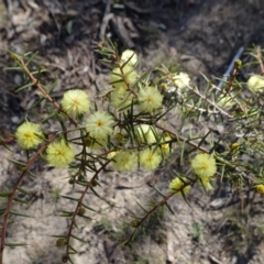 Acacia ulicifolia (Prickly Moses) at Stony Creek Nature Reserve - 10 Sep 2019 by JanetRussell