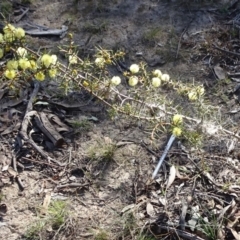 Acacia ulicifolia at Carwoola, NSW - 11 Sep 2019