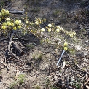 Acacia ulicifolia at Carwoola, NSW - 11 Sep 2019 09:50 AM